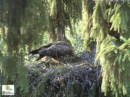 vlcsnap-2011-05-13-06h49m01s251.png