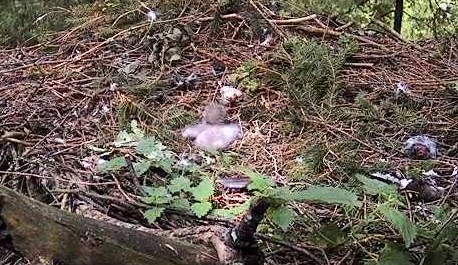 vlcsnap-2012-06-09-12h37m33s239.JPG