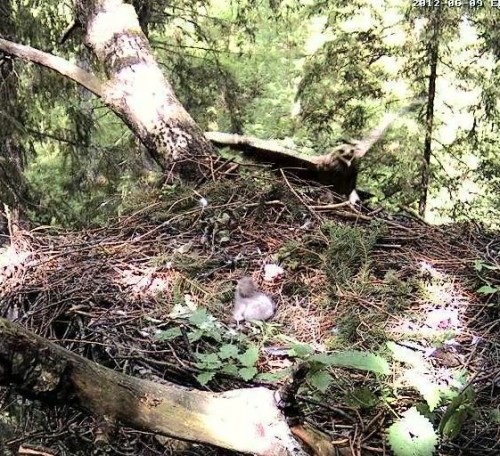 vlcsnap-2012-06-09-12h46m20s237.jpg