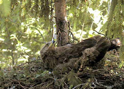 vlcsnap-2012-06-09-16h11m38s221.png