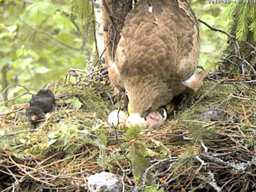 vlcsnap-2012-06-10-11h44m24s98.jpg