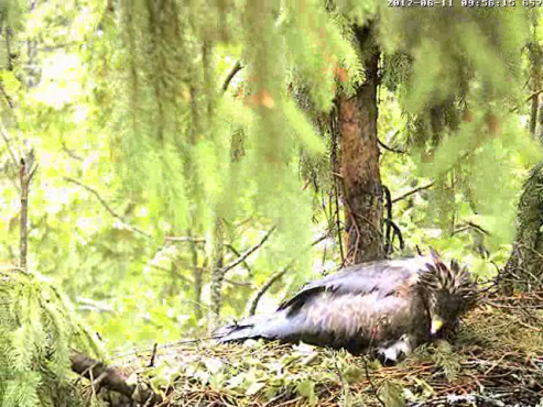 vlcsnap-2012-06-11-09h58m01s3.png