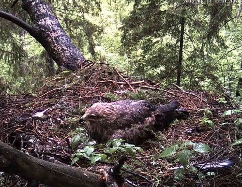 vlcsnap-2012-06-11-11h43m44s200.jpg