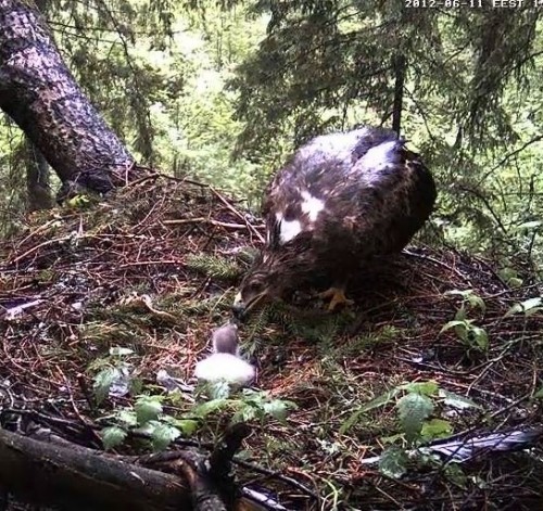 vlcsnap-2012-06-11-15h16m56s114.jpg