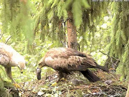 vlcsnap-2012-06-12-13h32m31s191.jpg