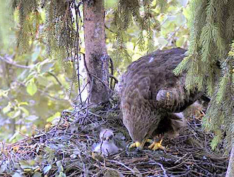 vlcsnap-2012-06-12-19h02m37s110.png