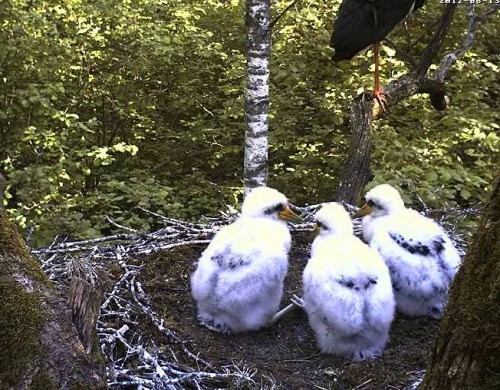 vlcsnap-2012-06-13-09h47m39s177.jpg