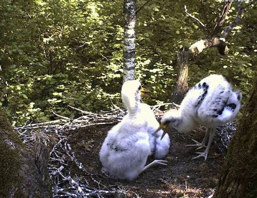 vlcsnap-2012-06-13-10h27m00s234.jpg