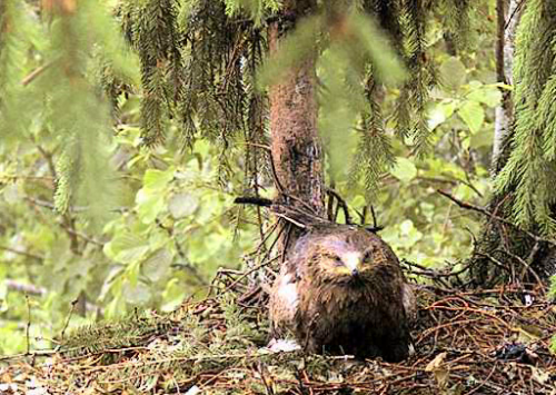 vlcsnap-2012-06-15-10h03m11s56.png
