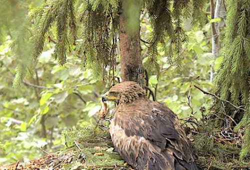 vlcsnap-2012-06-19-09h58m36s118.png