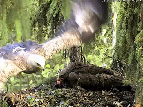 vlcsnap-2012-06-19-17h54m16s93.png