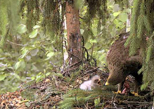 vlcsnap-2012-06-20-19h15m33s104.png