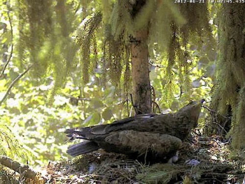 vlcsnap-2012-06-21-10h44m25s119.jpg