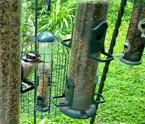 Picoides villosus (Matainais (?) dzenis)