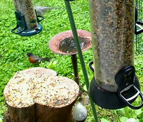 Turdus migratorius (Amerikas strazds)