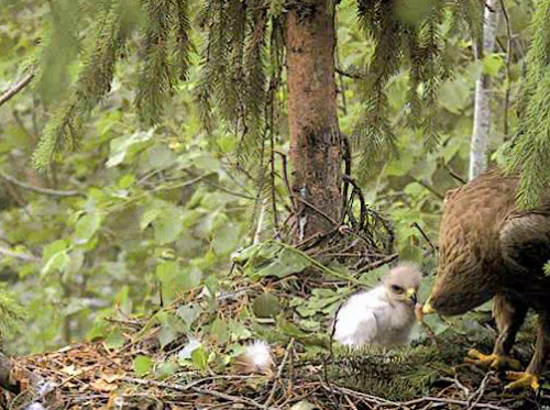 vlcsnap-2012-06-25-08h57m09s221.png