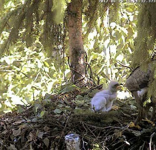 vlcsnap-2012-06-25-15h23m20s44.jpg