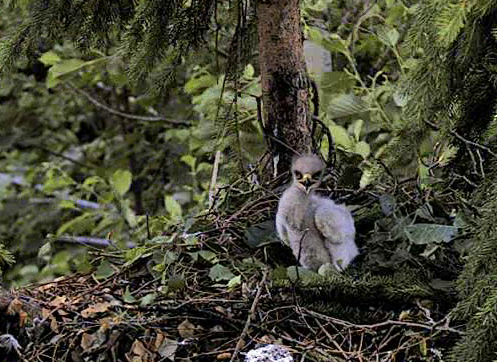 vlcsnap-2012-06-25-16h26m41s46.png