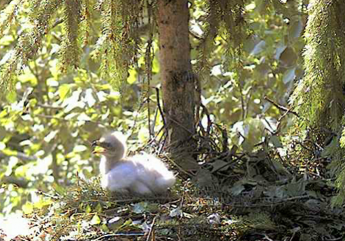 vlcsnap-2012-06-26-08h57m00s2.png