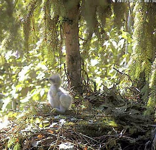 vlcsnap-2012-06-26-08h38m28s53.jpg