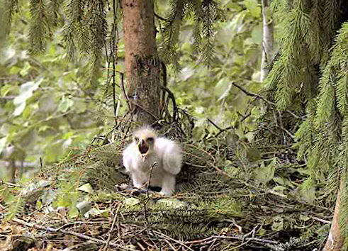 vlcsnap-2012-06-26-10h49m51s127.png