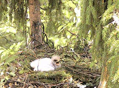 vlcsnap-2012-06-27-17h36m53s181.png