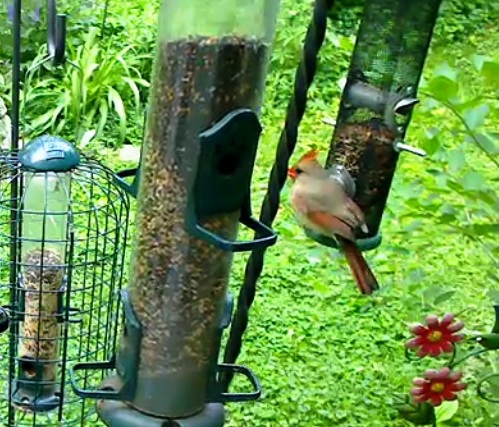 Cardinalis cardinalis (kardināls, mātīte)