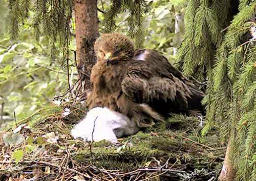 vlcsnap-2012-06-28-08h37m11s224.png