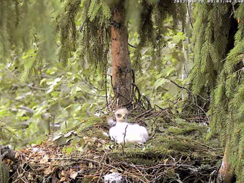 vlcsnap-2012-06-28-09h05m43s197.png