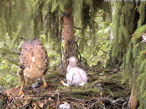 vlcsnap-2012-06-28-17h55m24s182.png