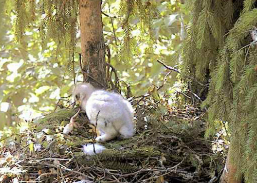 vlcsnap-2012-06-29-10h11m45s121.png