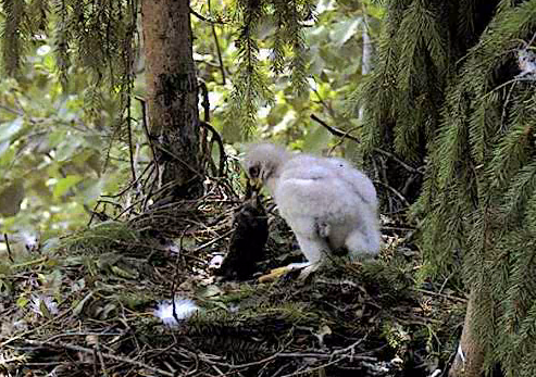 vlcsnap-2012-06-29-10h51m57s183.png