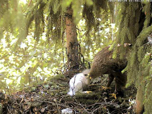 vlcsnap-2012-06-29-11h56m13s83.png