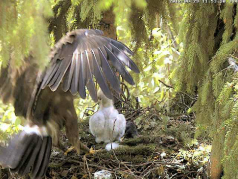 vlcsnap-2012-06-29-11h55m14s8.png