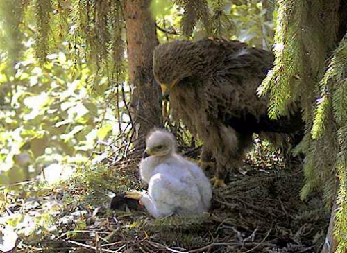 vlcsnap-2012-06-30-09h11m32s130.png