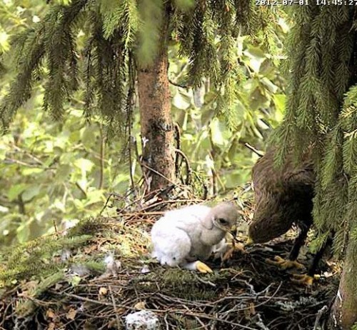 vlcsnap-2012-07-01-17h22m52s140.jpg