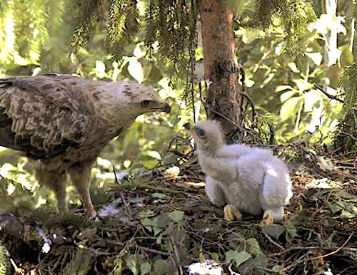 vlcsnap-2012-07-02-19h51m02s183.jpg