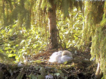 vlcsnap-2012-07-03-06h30m46s195.png