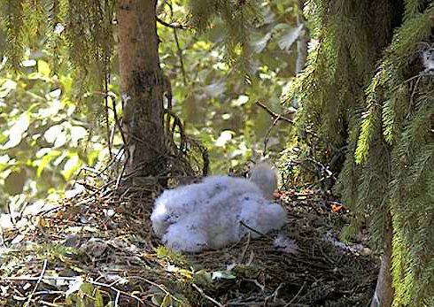 vlcsnap-2012-07-03-09h15m46s135.png