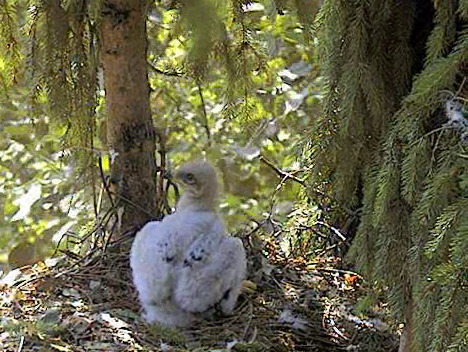 vlcsnap-2012-07-03-09h36m36s101.png