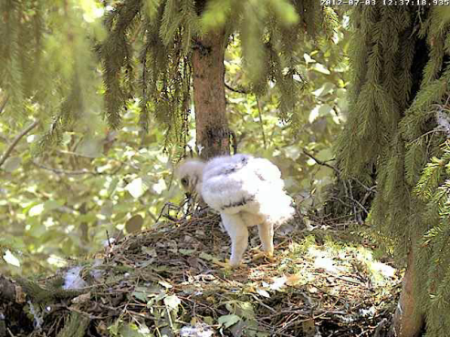 vlcsnap-2012-07-03-12h39m15s122.png