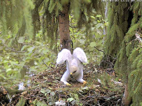 vlcsnap-2012-07-03-12h24m01s206.png