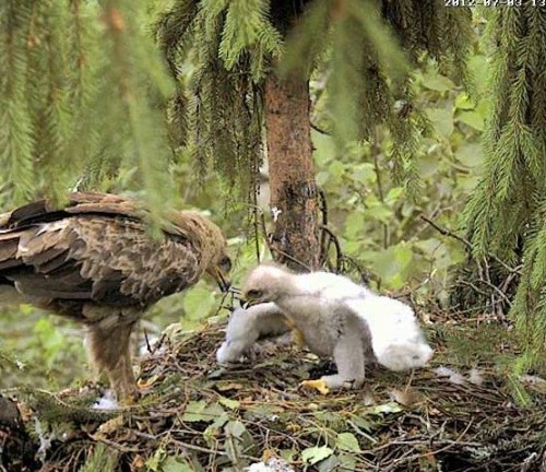 vlcsnap-2012-07-03-13h48m42s113.jpg