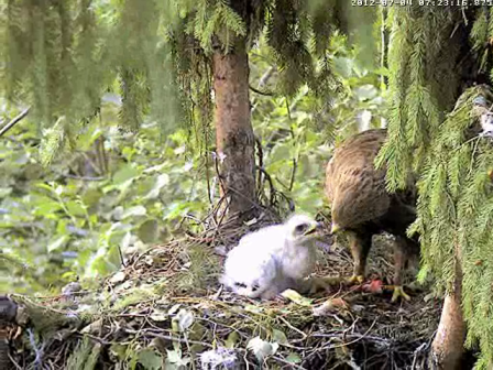 vlcsnap-2012-07-04-07h25m09s117.png