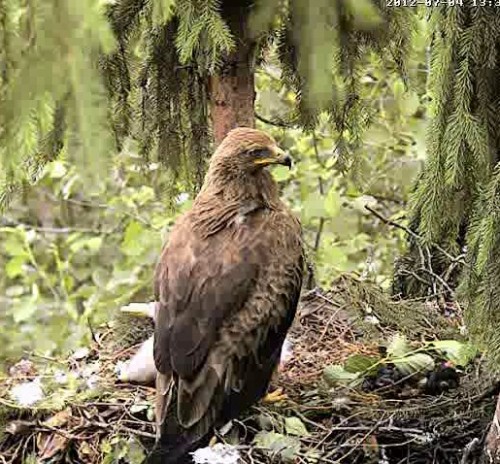 vlcsnap-2012-07-04-13h32m56s242.jpg
