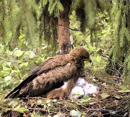 vlcsnap-2012-07-04-20h43m16s147.jpg