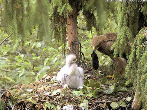 vlcsnap-2012-07-05-09h00m29s83.png
