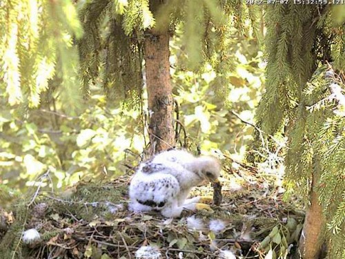 vlcsnap-2012-07-07-15h40m09s253.JPG