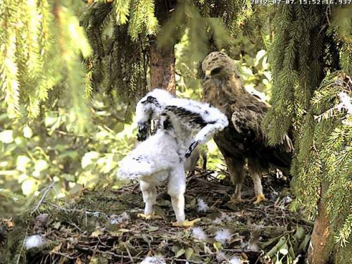 vlcsnap-2012-07-07-15h55m04s240.JPG