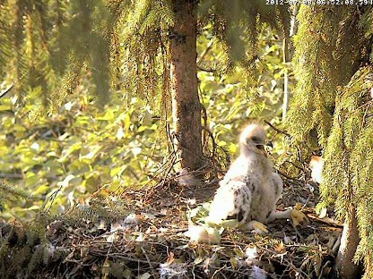 miksvlcsnap-2012-07-08-06h54m10s253.jpg